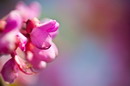 Cercis siliquastrum